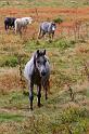 56 Veluwezoom, ijslandse pony